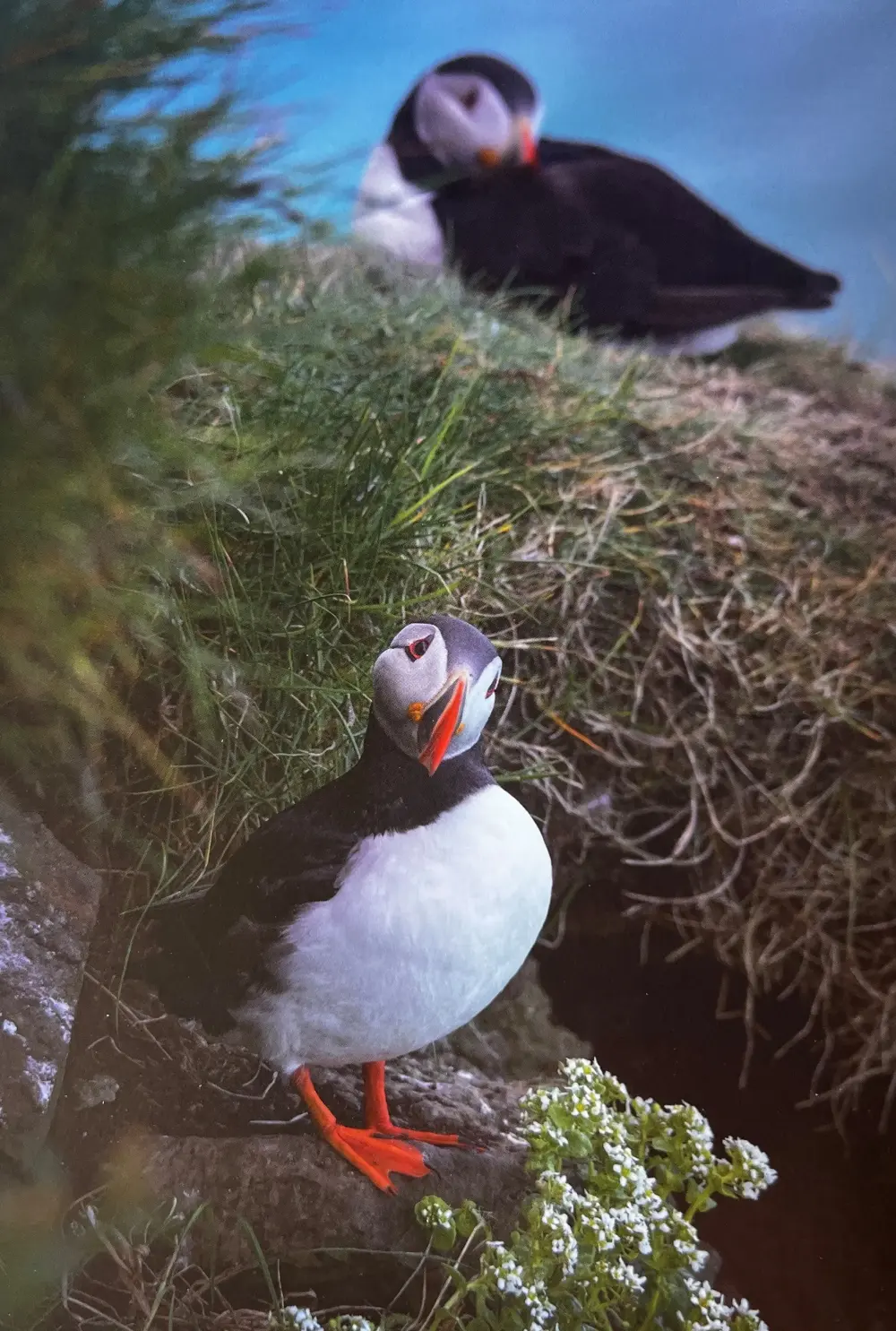 Postkort - 2 Lundar í bergi