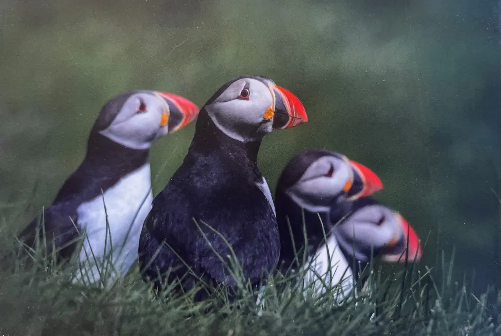 Postkort - 4 Lundar sita í grasi