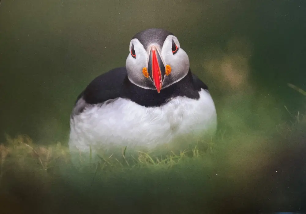 Postkort - Lundi situr í grasi